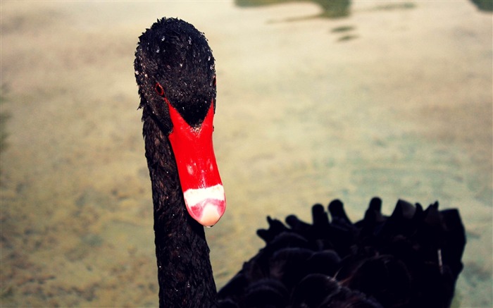 pico de cisne negro rojo-Animal HD fondo de pantalla Vistas:8458