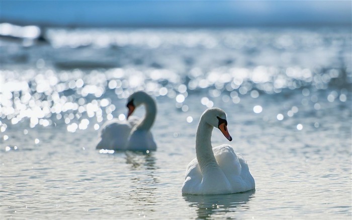 swans birds-Natural animal Wallpaper Views:7707 Date:2013/3/21 11:19:14