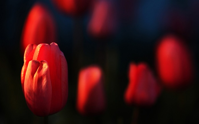 Flores de tulipas - Flores de plantas macro Wallpaper Visualizações:7255