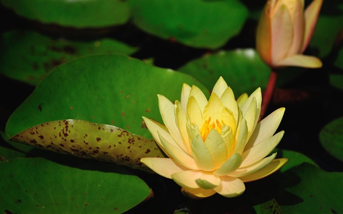 water lilies yellow-flowers photography HD Wallpaper Views:9679 Date:2013/3/22 8:34:38