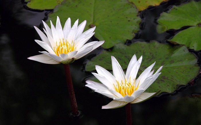 caule de lírio de água - papel de parede de fotografia de flores 02 Visualizações:6583