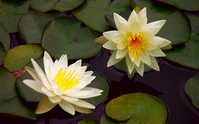 caule de lírio de água - papel de parede de fotografia de flores 04 Visualizações:7013