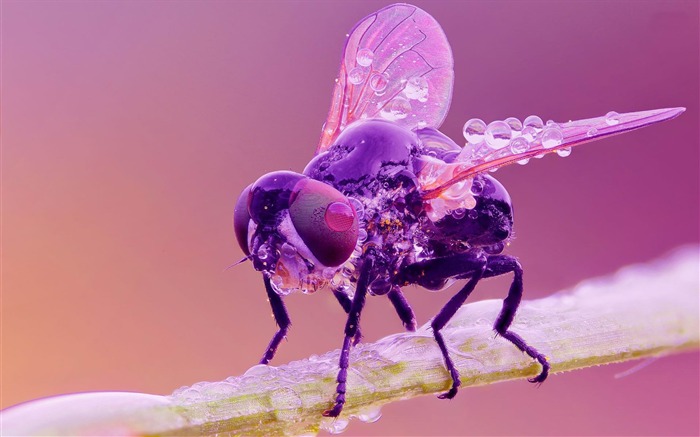 wet fly-ecological animal desktop wallpapers Views:7337 Date:2013/3/30 0:47:40