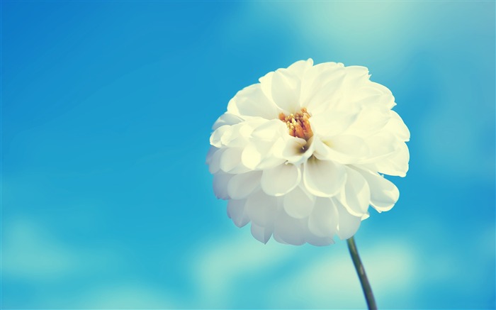 white flower-flowers photography HD Wallpaper Views:15217 Date:2013/3/22 8:53:48