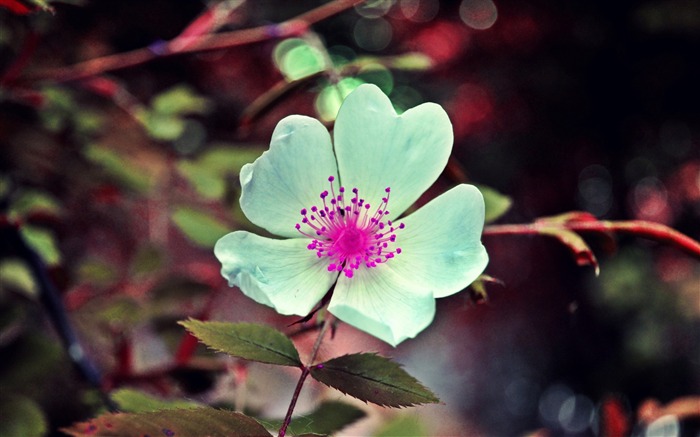 fleurs blanches-fleurs photo HD fonds d'écran Vues:7855