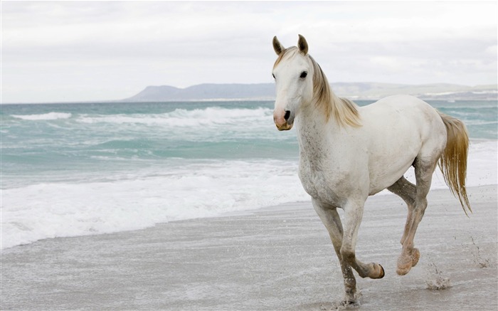 cheval blanc-animalière naturel Fond d'écran Vues:23072