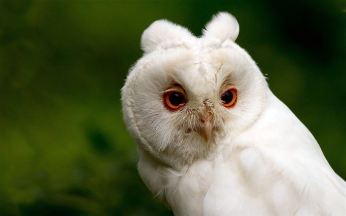 hibou blanc-animalière naturel Fond d'écran Vues:14486