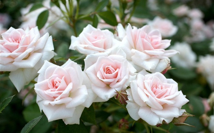 white rose garden-flowers photography HD Wallpaper Views:18266 Date:2013/3/22 8:46:27