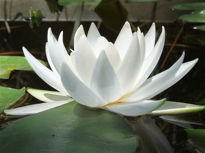 white water lilies-flowers photography HD Wallpaper Views:8613 Date:2013/3/22 8:52:48