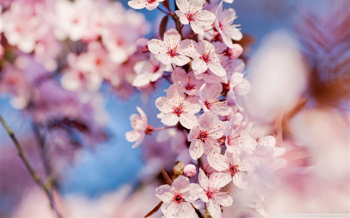 2013年桜の季節日本写真壁紙 ブラウズ:9748