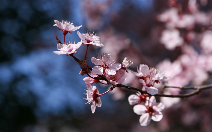 2013日本樱花季节摄影高清壁纸 浏览:16498