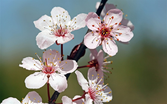 2013年桜の季節日本写真壁紙 ブラウズ:10455