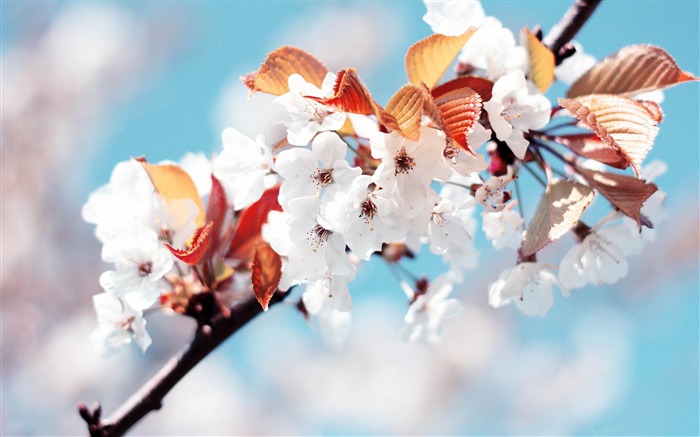 2013 cherry blossom season in Japan photography Wallpaper 08 Views:10398 Date:2013/4/1 21:23:34