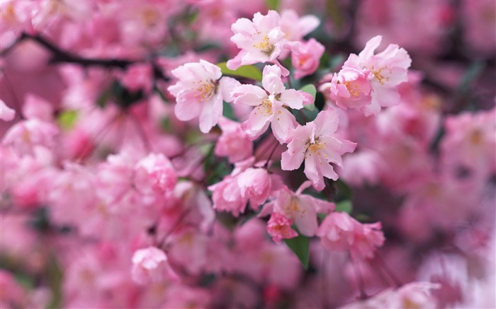 2013年桜の季節日本写真壁紙 ブラウズ:8713