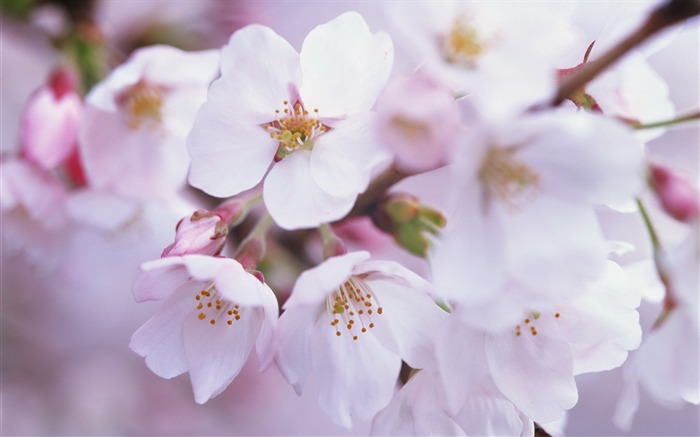 2013年桜の季節日本写真壁紙 ブラウズ:8469