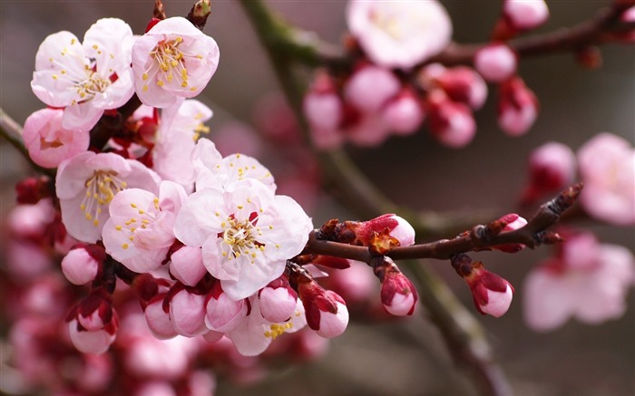 2013年桜の季節日本写真壁紙 ブラウズ:9420