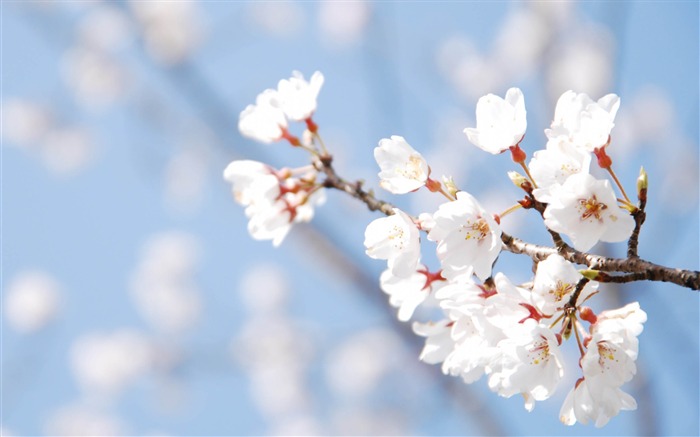 2013 temporada de flores de cerejeira na fotografia do Japão Wallpaper 12 Visualizações:13554