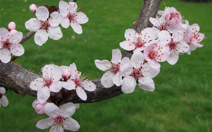 2013日本樱花季节摄影高清壁纸 浏览:9717