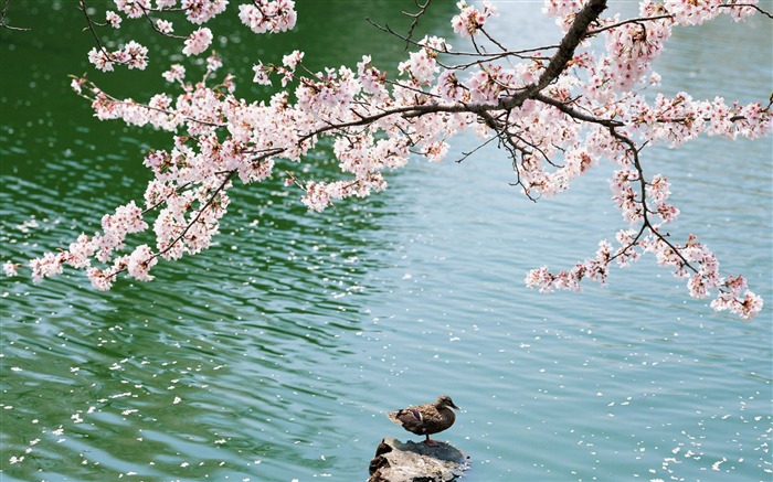 Época de cerejeira 2013 no papel de parede da fotografia do Japão 15 Visualizações:11617