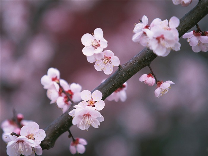 2013 cherry blossom season in Japan photography Wallpaper 16 Views:9080 Date:2013/4/1 21:27:43