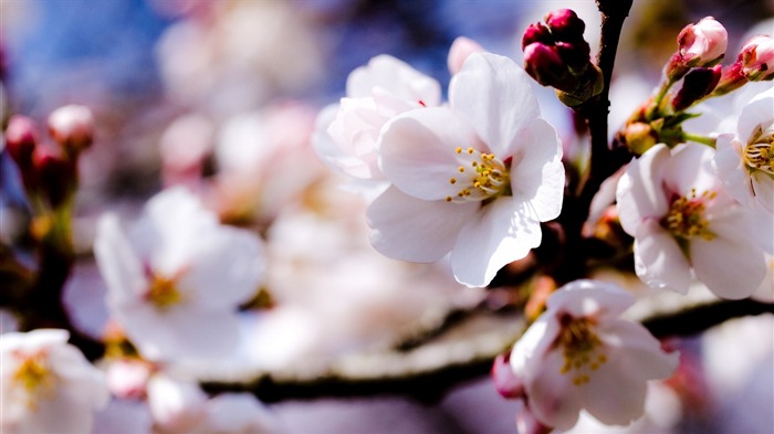 2013年桜の季節日本写真壁紙 ブラウズ:7124