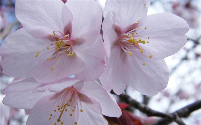 2013年桜の季節日本写真壁紙 ブラウズ:7544