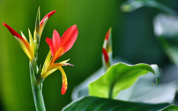 Belles fleurs-De haute qualité HD fond d'écran Vues:11842