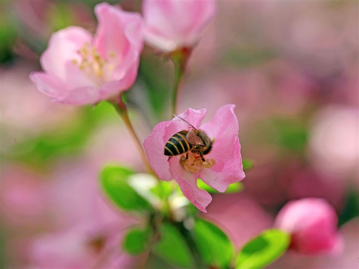 海棠花開花高清寬屏壁紙01 查看次數:7326