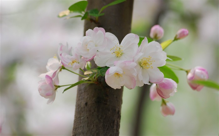 海棠鮮花盛開高清寬屏壁紙03 查看次數:7569