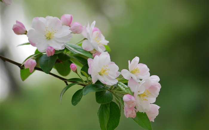 Begonia fleurs floraison HD Widescreen Fonds d'écran Vues:10222