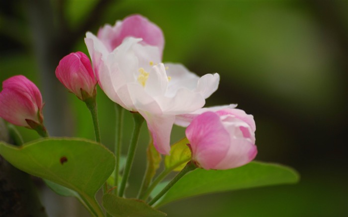 Begonia fleurs floraison HD Widescreen Fonds d'écran Vues:7438