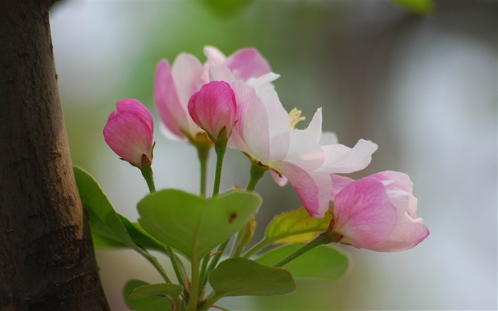 Begonia fleurs floraison HD Widescreen Fonds d'écran Vues:8395