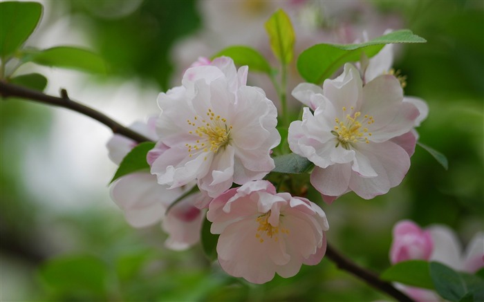 Begonia fleurs floraison HD Widescreen Fonds d'écran Vues:8202