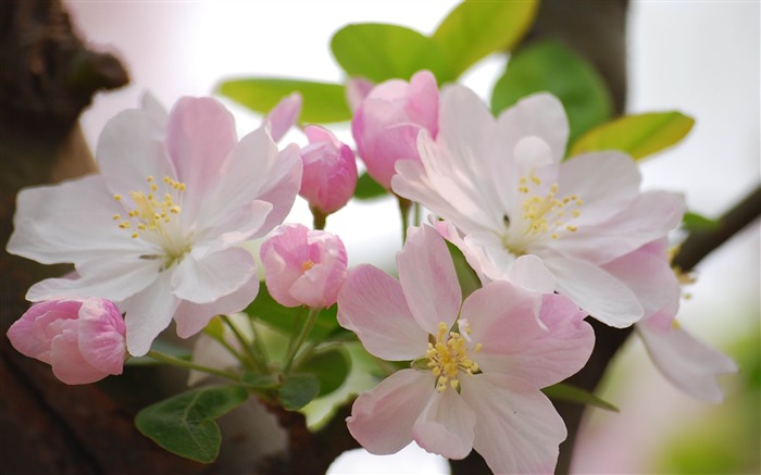 Begonia fleurs floraison HD Widescreen Fonds d'écran Vues:9596