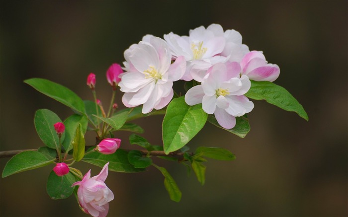 Begonia fleurs floraison HD Widescreen Fonds d'écran Vues:8517