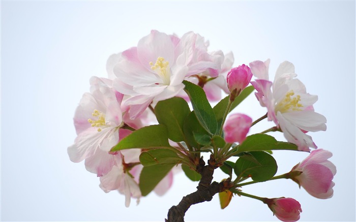 Begonia fleurs floraison HD Widescreen Fonds d'écran Vues:6849