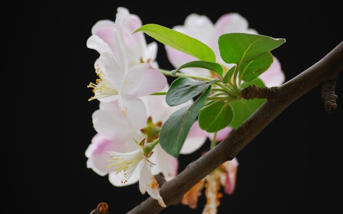 Begonia fleurs floraison HD Widescreen Fonds d'écran Vues:7170