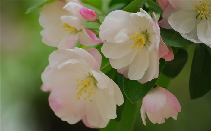 Begonia fleurs floraison HD Widescreen Fonds d'écran Vues:7510