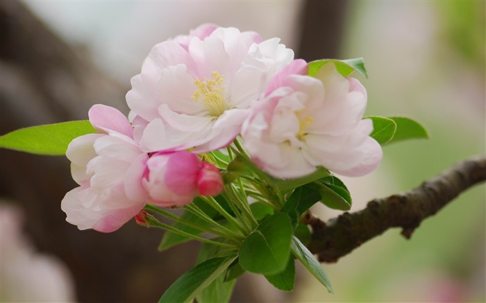 Begonia fleurs floraison HD Widescreen Fonds d'écran Vues:7306