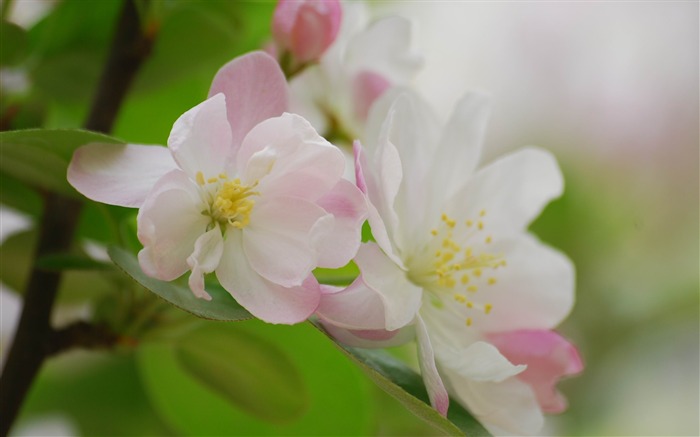 Begonia fleurs floraison HD Widescreen Fonds d'écran Vues:6879