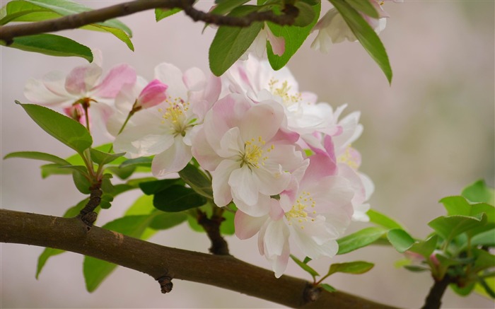 Begonia fleurs floraison HD Widescreen Fonds d'écran Vues:7064