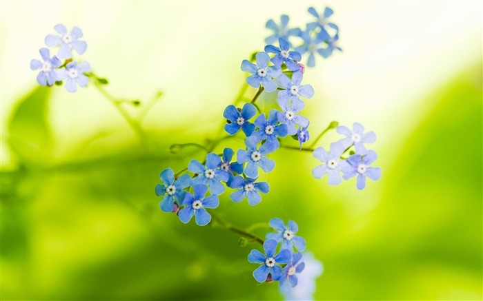 Blue forget about me flowers-Plant Fondos de Escritorio Vistas:9660