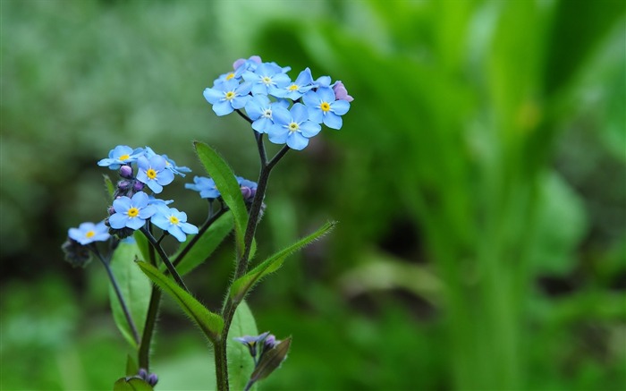 Blue forget me-fleurs photographie fond d'écran Vues:7518