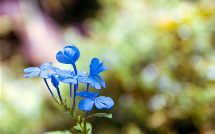 Bleu fleurs sauvages Macro-fleurs photographie fond d'écran Vues:8478