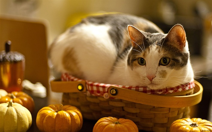 Chat dans le panier-De haute qualité HD fond d'écran Vues:11284