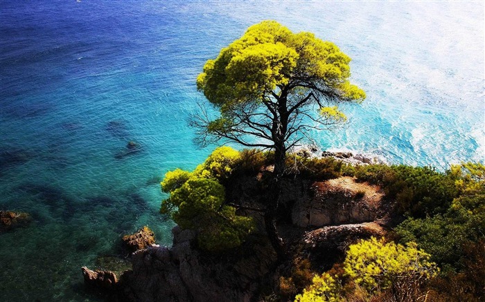 Côte arbre élevé-Paysage HD Fond d'écran Vues:12923