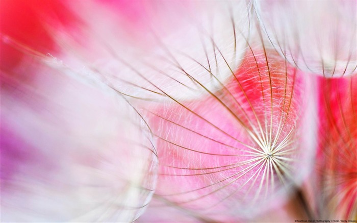 Dandelion close-up-Plant Desktop Wallpaper Views:8884 Date:2013/4/27 0:03:55