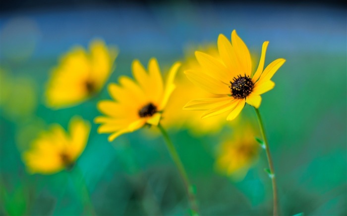 Fleurs jaunes floues-fleurs photographie fond d'écran Vues:9106