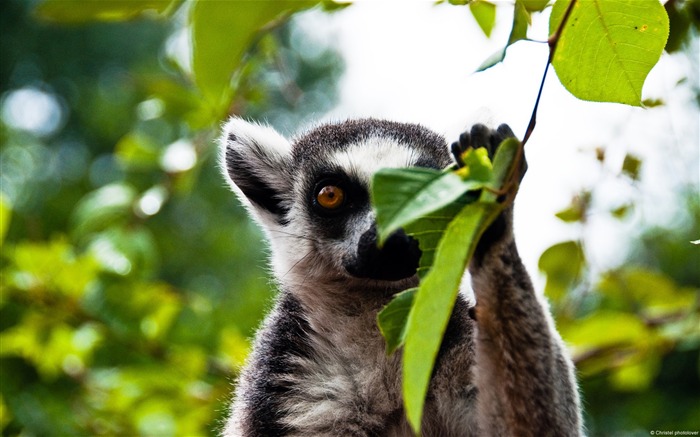 Papel tapiz HD de escritorio de alta calidad Lemur Vistas:8382