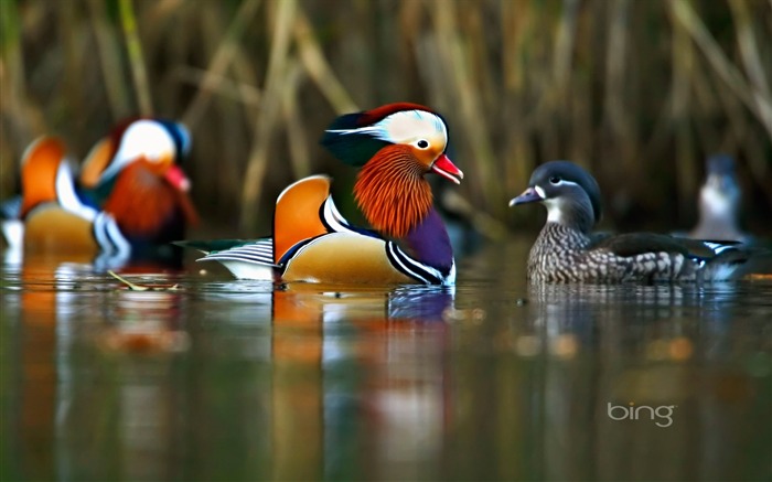 Pato mandarín-2013 Bing fondo de pantalla panorámica Vistas:10611